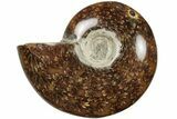 Polished Ammonite (Cleoniceras) Fossil - Madagascar #205093-1